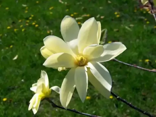 tree blossoms