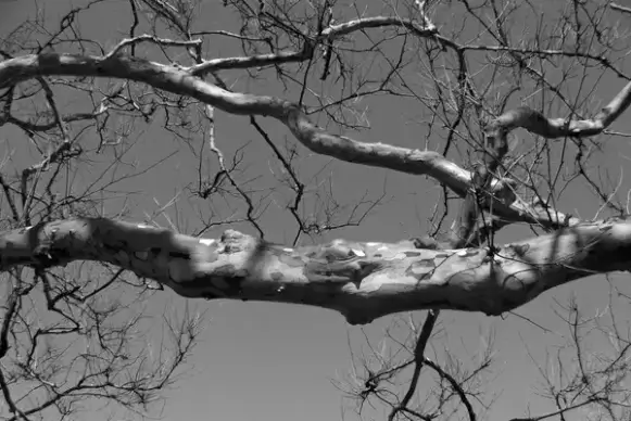 tree branch