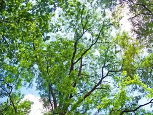 tree branches