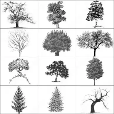 tree brush