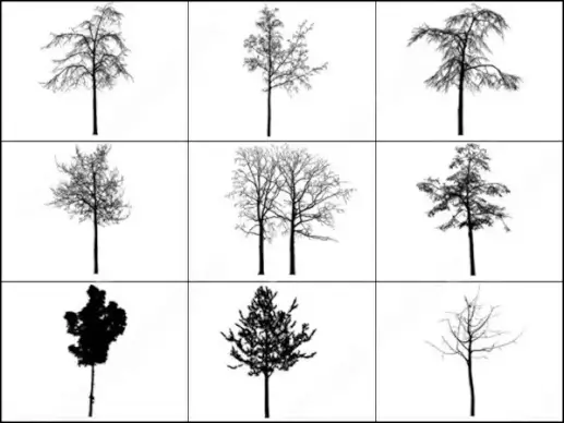 tree brush