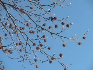 tree cones sky