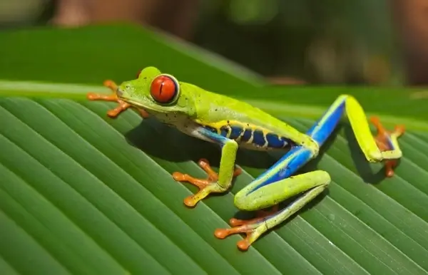 tree frog frog red eyed
