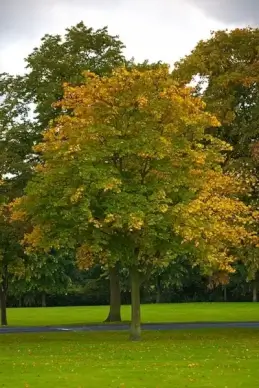 tree in autumn