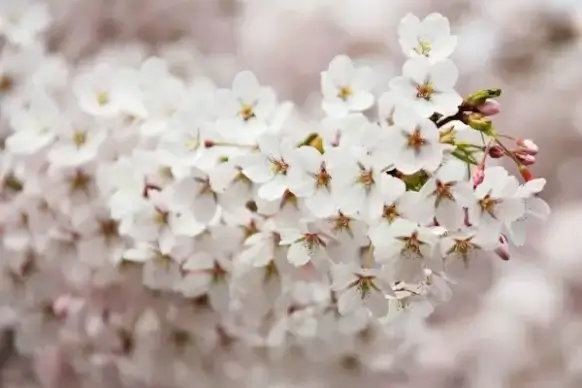 tree in blossom