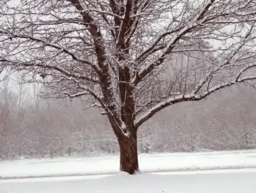 tree in snow