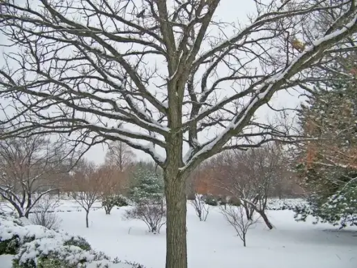 tree in snow
