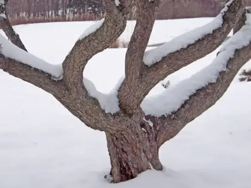 tree in snow