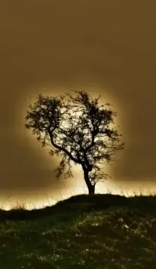 tree light effects