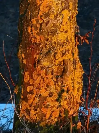 tree log weave