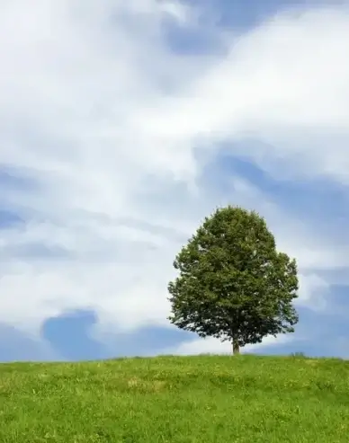 tree lonely a