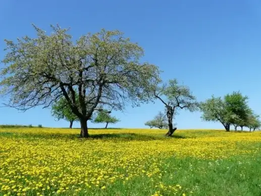 tree meadow nature
