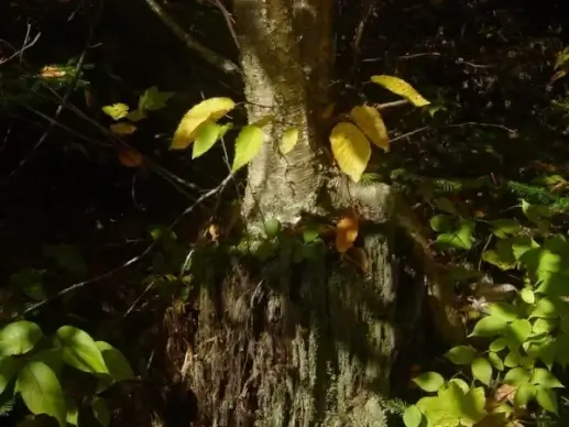 tree on stump