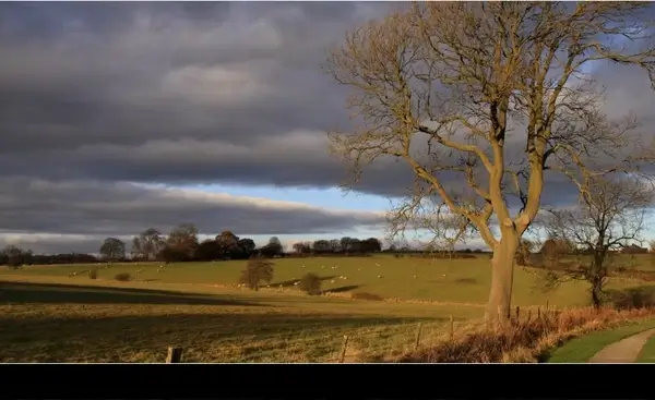 tree pasture landscape