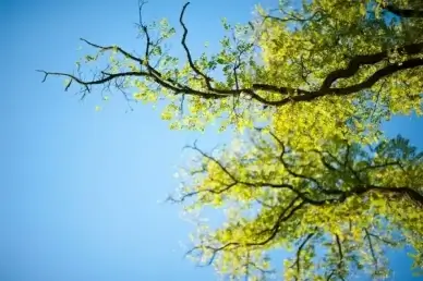 tree sky green