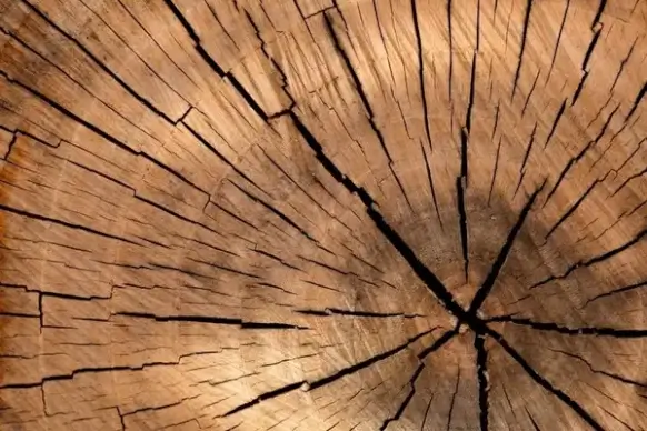 tree stump texture