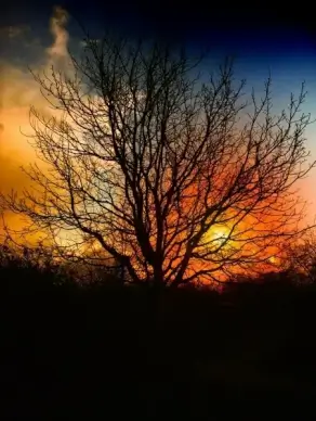 tree sunset beautiful
