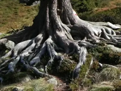 tree tree in the tree nature