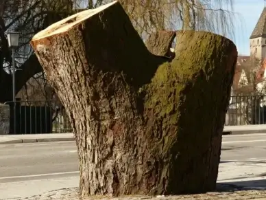 tree tree stump sawed off