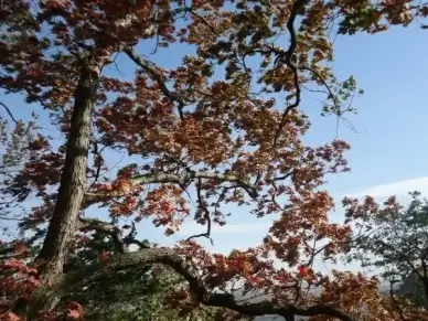tree with red leaves swaying in the wind at effigy mounds iowa