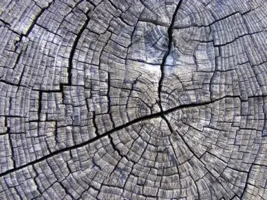 tree wood texture 14