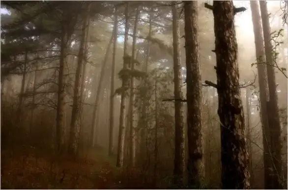 trees