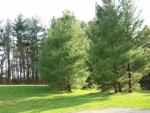 trees