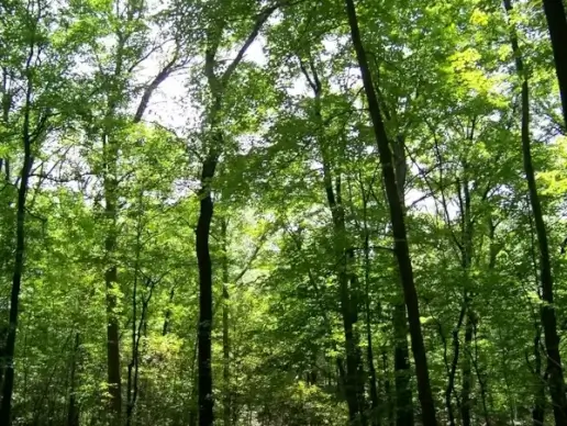 trees