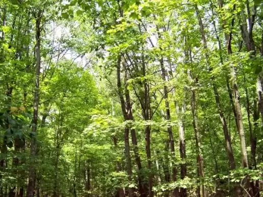 trees