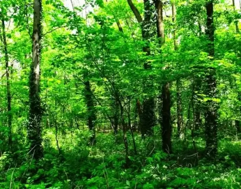 trees