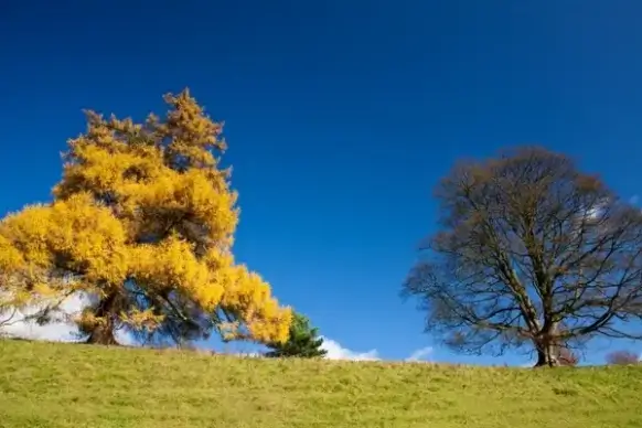 trees against blue sky