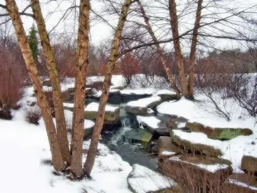 trees and creek in snow