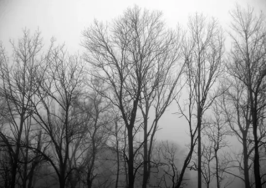 trees and fog