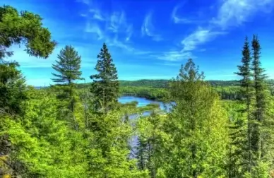 trees and forest at pigeon river provincial park ontario canada