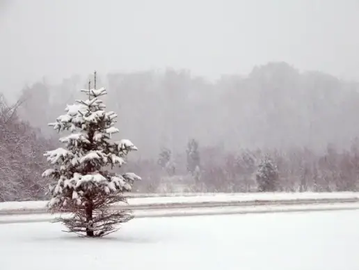 trees and road in snowstorm