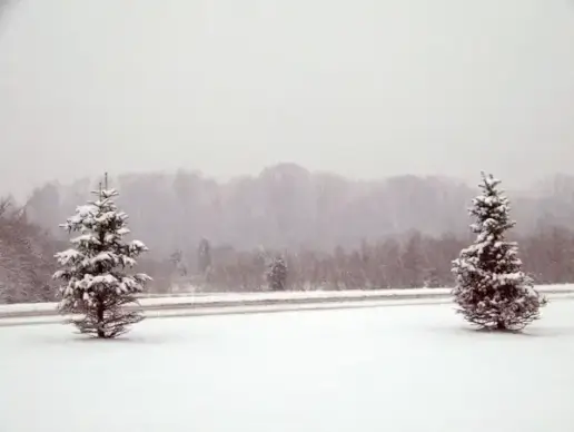 trees and road in snowstorm