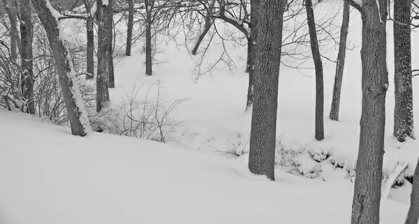 trees and snow