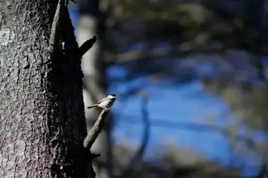 trees bird animals