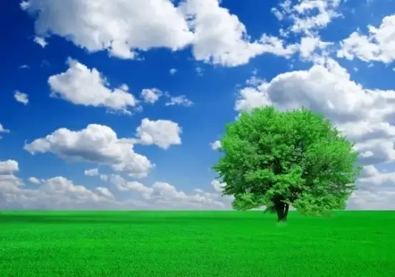 trees grass blue sky and highdefinition picture