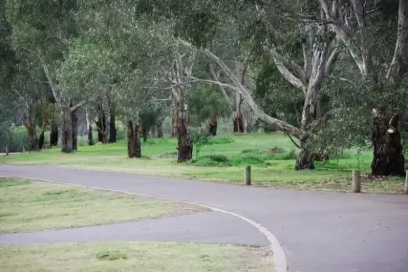 trees in a park