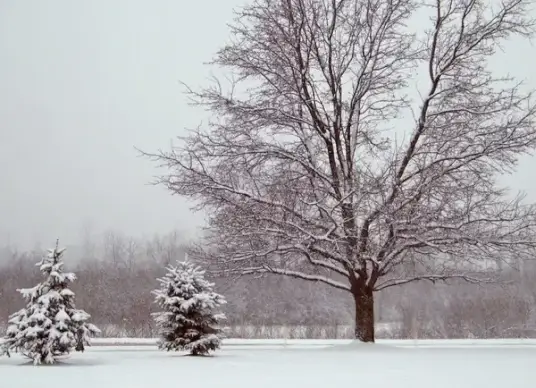 trees in snow