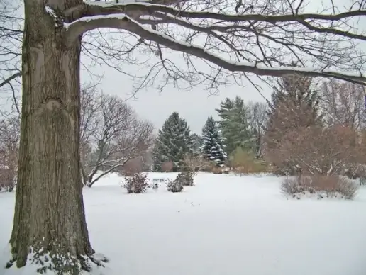 trees in snow