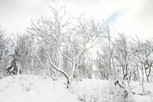 trees in winter