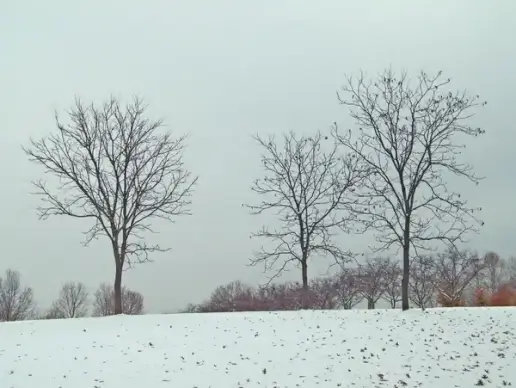 trees on a hill