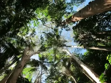 trees sky blue sky