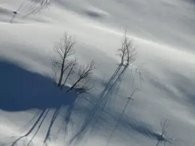 trees snow lonely