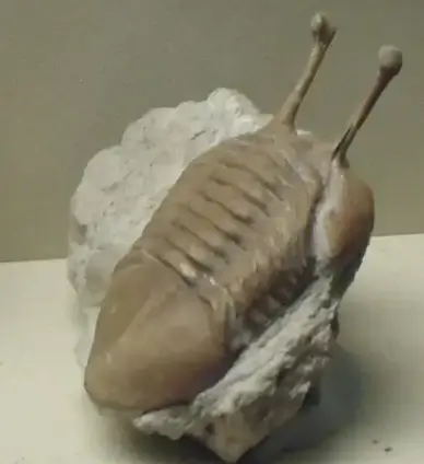 trilobite with long eyes