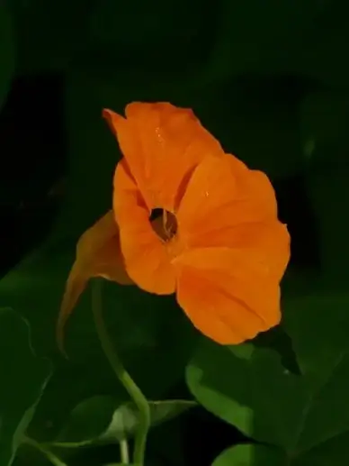tropaeolum majus flower nasturtium