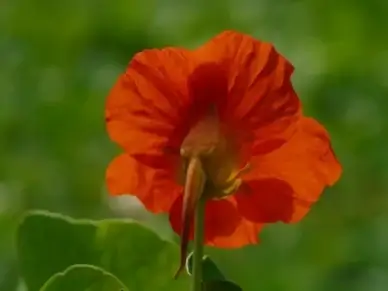 tropaeolum majus flower orange