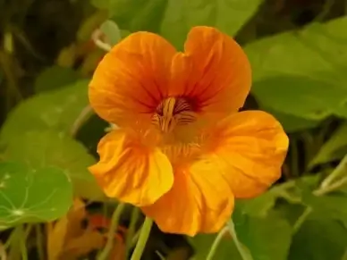 tropaeolum majus nasturtium tropaeolum